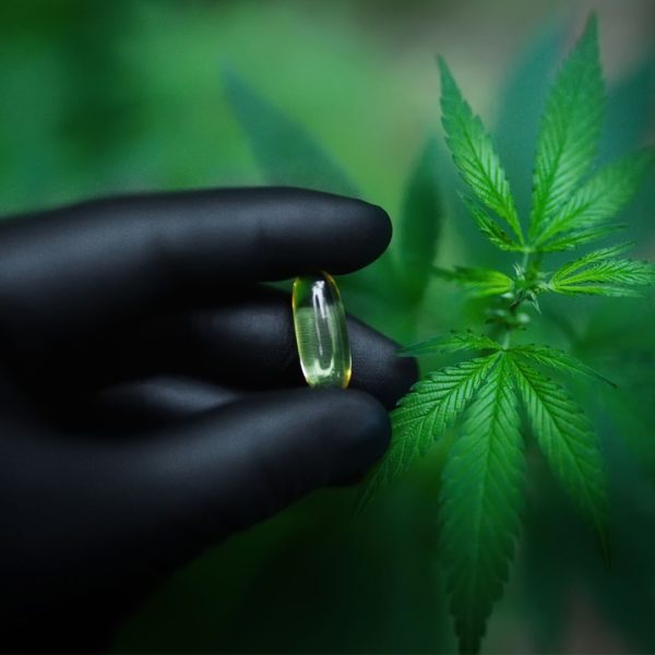 Webinar: Von der Cannabispflanze zum Arzneimittel