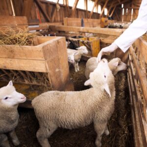 Webinar: Neue Tierarzneimittelregelungen: TAMWHV und TAMG